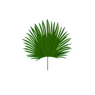 棕叶绿叶树叶免抠