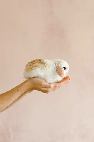 白色可爱兔子摄影素材