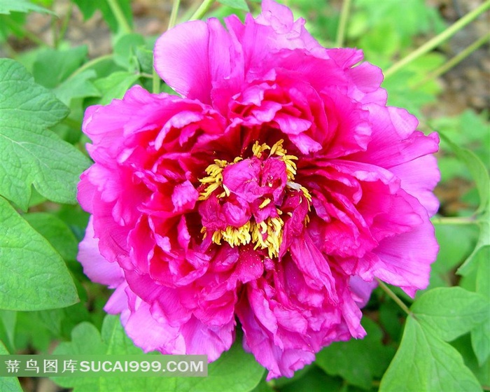 漂亮娇艳的牡丹花