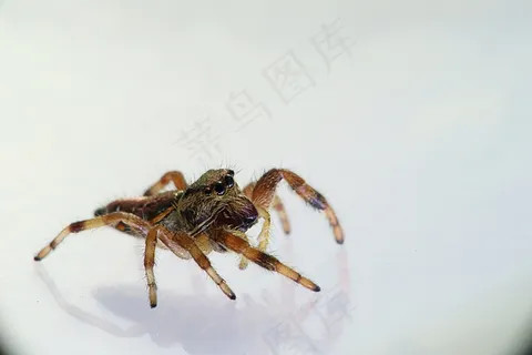 弹跳蜘蛛图片 弹跳蜘蛛图片