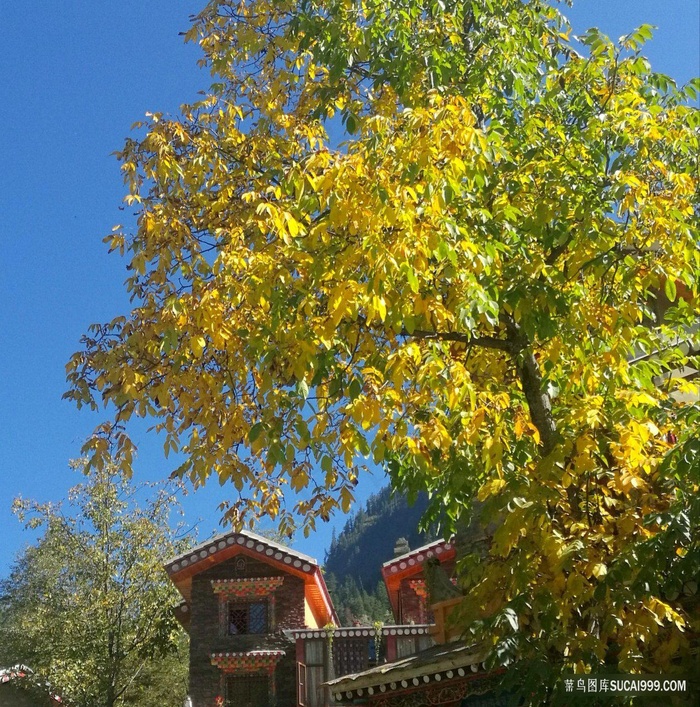 黑水的彩色树林