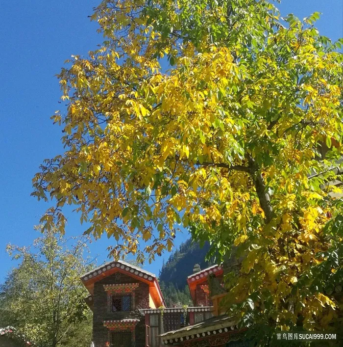 黑水的彩色树林