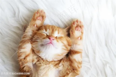 伸懒腰嗜睡的花猫高清图片