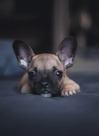 可爱呆萌小狗狗图片