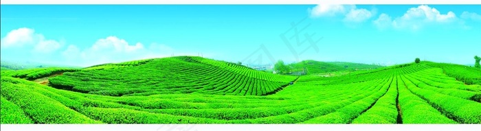 茶叶茶林背景板