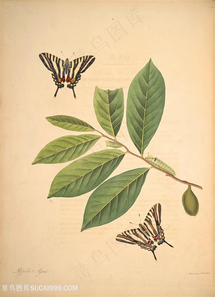 蝴蝶绿叶树枝植物复古图谱