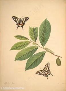 蝴蝶绿叶树枝植物复古图谱