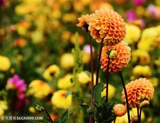 高清花海中大丽花鲜花图片