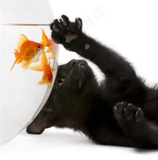 抓子抓金鱼的黑猫咪图片 抓子抓金鱼的黑猫咪图片