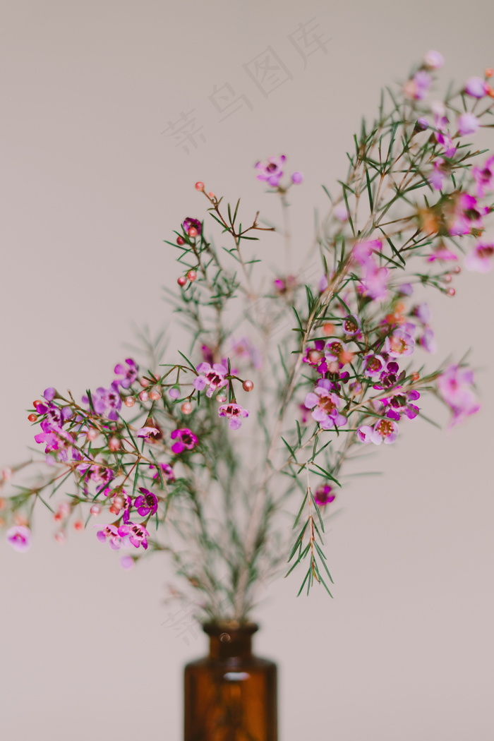 摆设鲜花花朵特写图片