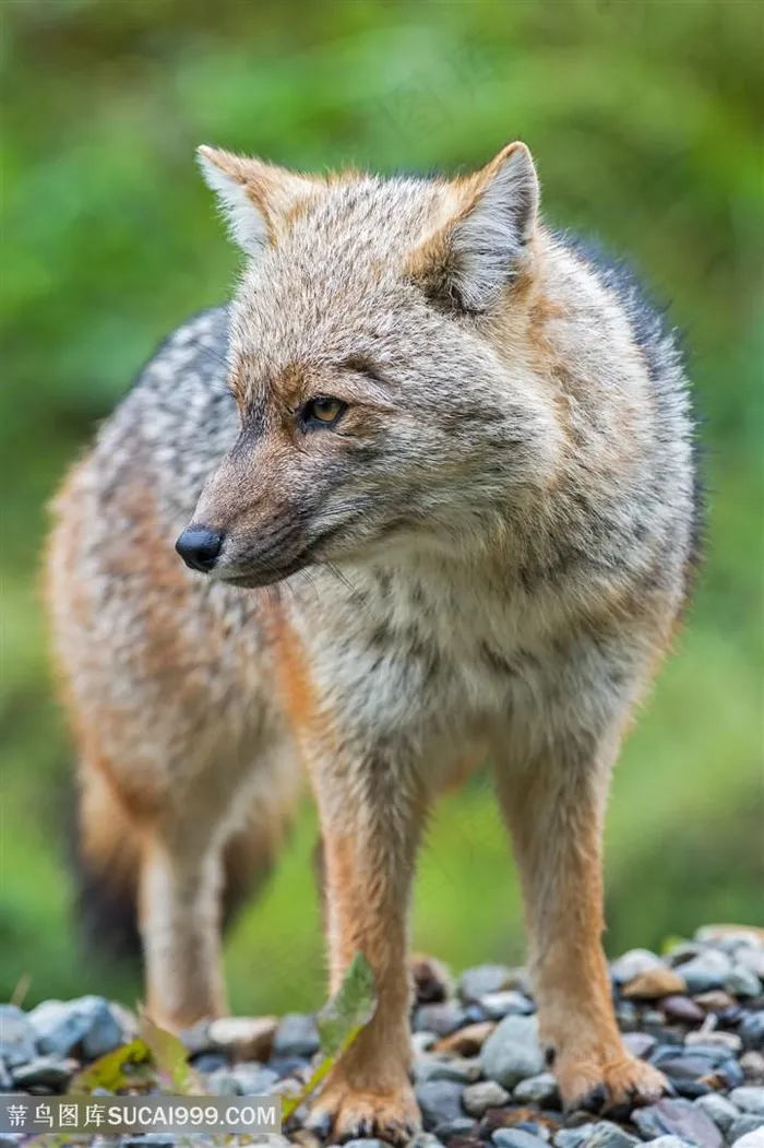 高清小沙狐狸图片