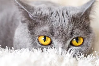 金黄色眼睛猫咪图片