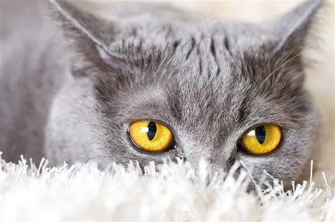 金黄色眼睛猫咪图片 金黄色眼睛猫咪图片