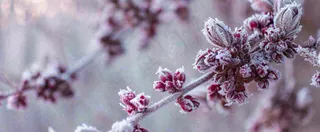 冬天冬季树枝雪景唯美浪漫大雪小雪结冰摄影图