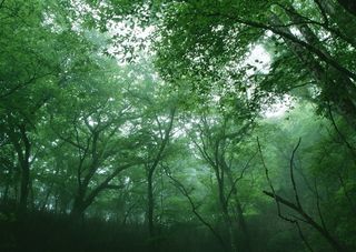 森林的树缝穿过的光春天风景摄影图片