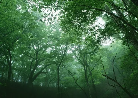 森林的树缝穿过的光春天风景摄影图片 森林的树缝穿过的光春天风景摄影图片