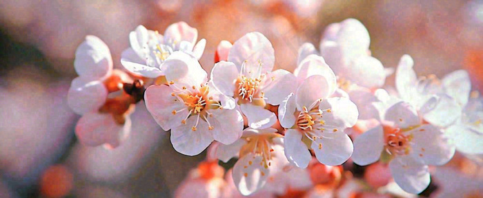 白色浪漫春季樱花花朵枝叶，立春惊蛰春分摄影图(1712x704)