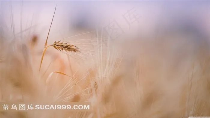 麦田麦穗图片