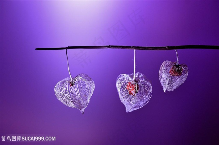 高清唯美标本鲜花图片