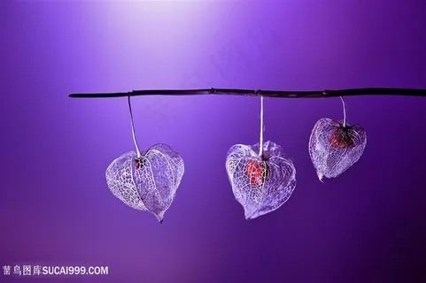 高清唯美标本鲜花图片