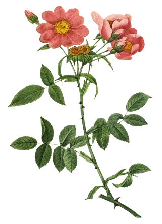 复古手绘植物花卉玫瑰花PNG免扣图案高清图片PS设计素材图