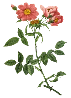 复古手绘植物花卉玫瑰花PNG免扣图案高清图片PS设计素材图 复古手绘植物花卉玫瑰花PNG免扣图案高清图片PS设计素材图