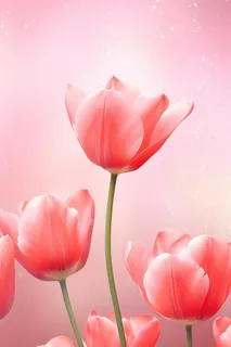 粉色清新郁金香鲜花背景