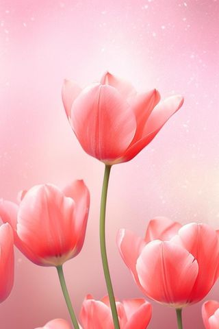 粉色清新郁金香鲜花背景