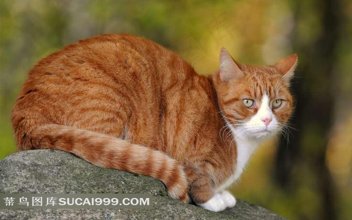 石头上的黄猫