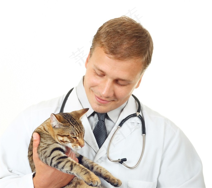 宠物猫咪照片