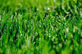 青草地上晶莹的露珠高清图片