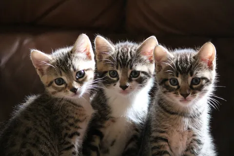 三只小猫咪 三只小猫咪