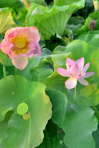 梦里的荷花开了