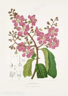 现代鲜花植物插画图片