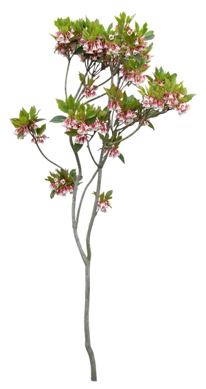 高清树木素材 免抠PSD植物素材 美术绘画园林贴图 树草灌木花草