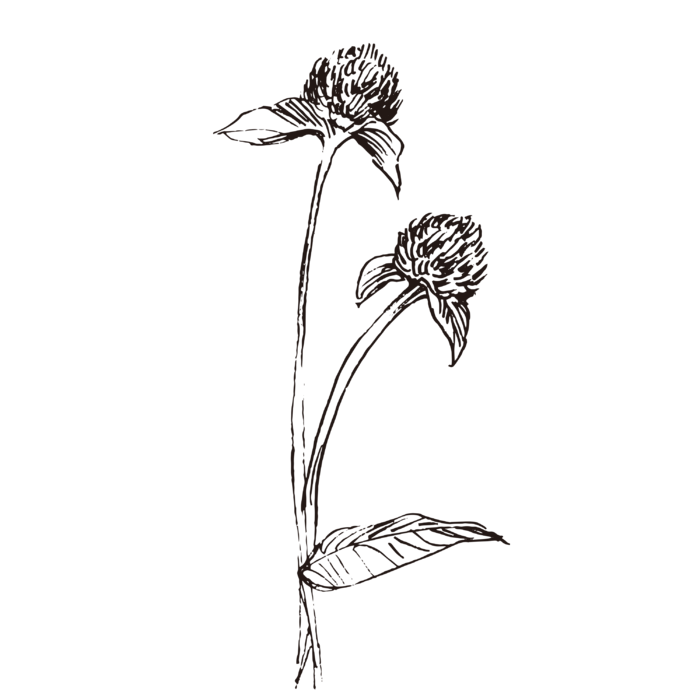 线条草本花卉手绘植物-千日红