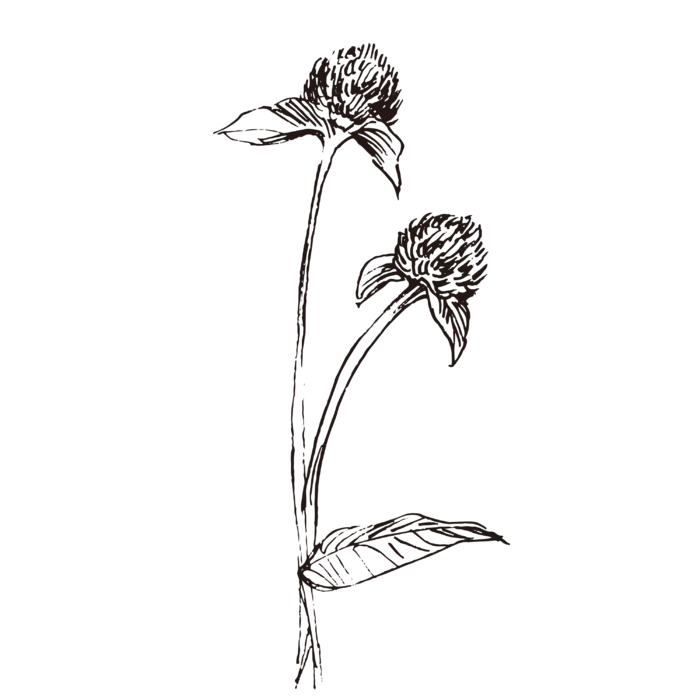 线条草本花卉手绘植物-千日红