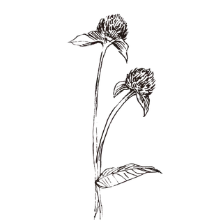 线条草本花卉手绘植物-千日红