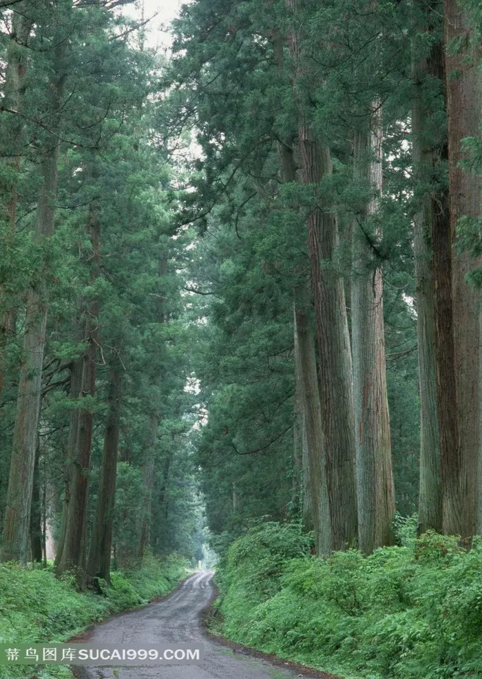山水剪影参天大树中的小路