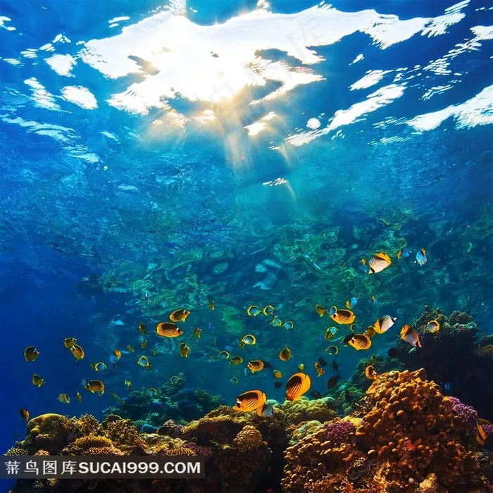 海底生物图片 海底生物图片