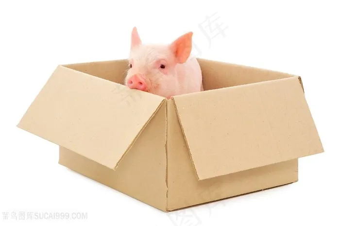躲在纸箱里的小猪仔高清图片