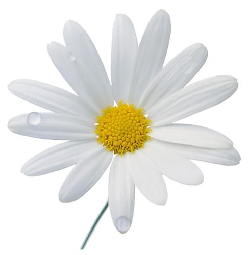 洋甘菊PNG图像，免费花卉图片免抠