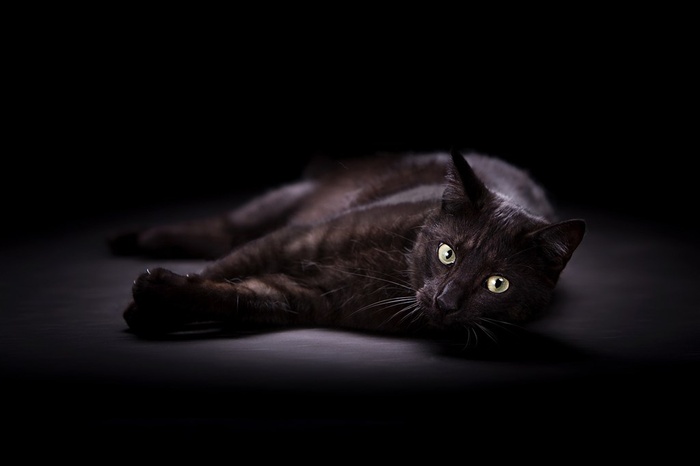 高清黑猫摄影图片