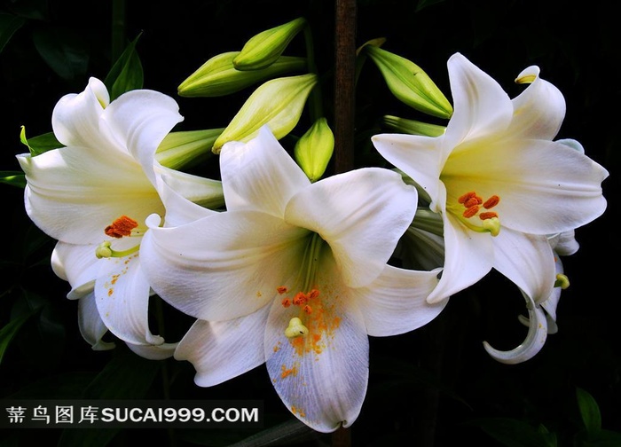 高清鲜艳百合图片下载