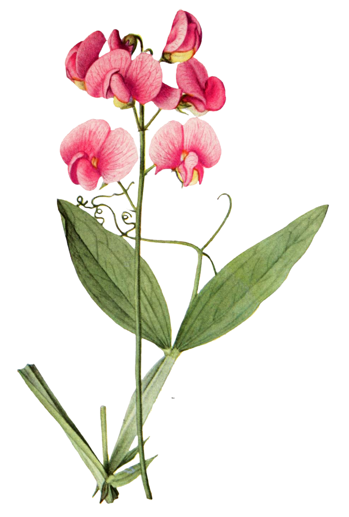 复古手绘植物花卉玫瑰花PNG免扣图案高清图片PS设计素材图