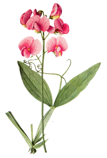 复古手绘植物花卉玫瑰花PNG免扣图案高清图片PS设计素材图