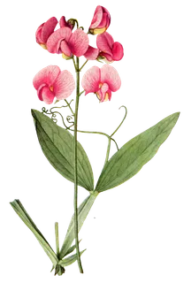 复古手绘植物花卉玫瑰花PNG免扣图案高清图片PS设计素材图