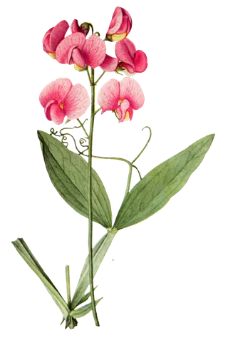 复古手绘植物花卉玫瑰花PNG免扣图案高清图片PS设计素材图