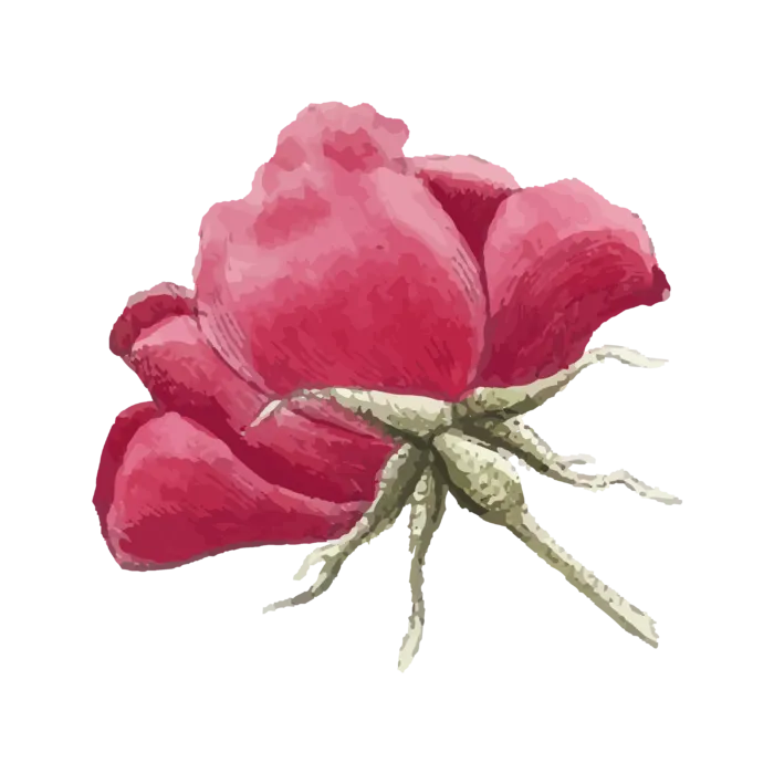 鲜花玫瑰免扣素材