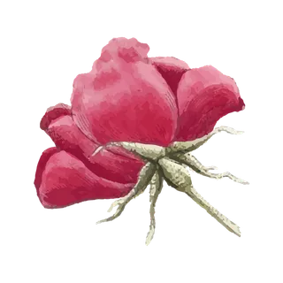 鲜花玫瑰免扣素材